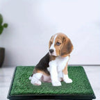 Orinal para perros, Orinal para cachorros, Césped artificial 63X50Cm