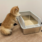 Caja de arena para gatos | Higiene interior y hogares con varios gatos
