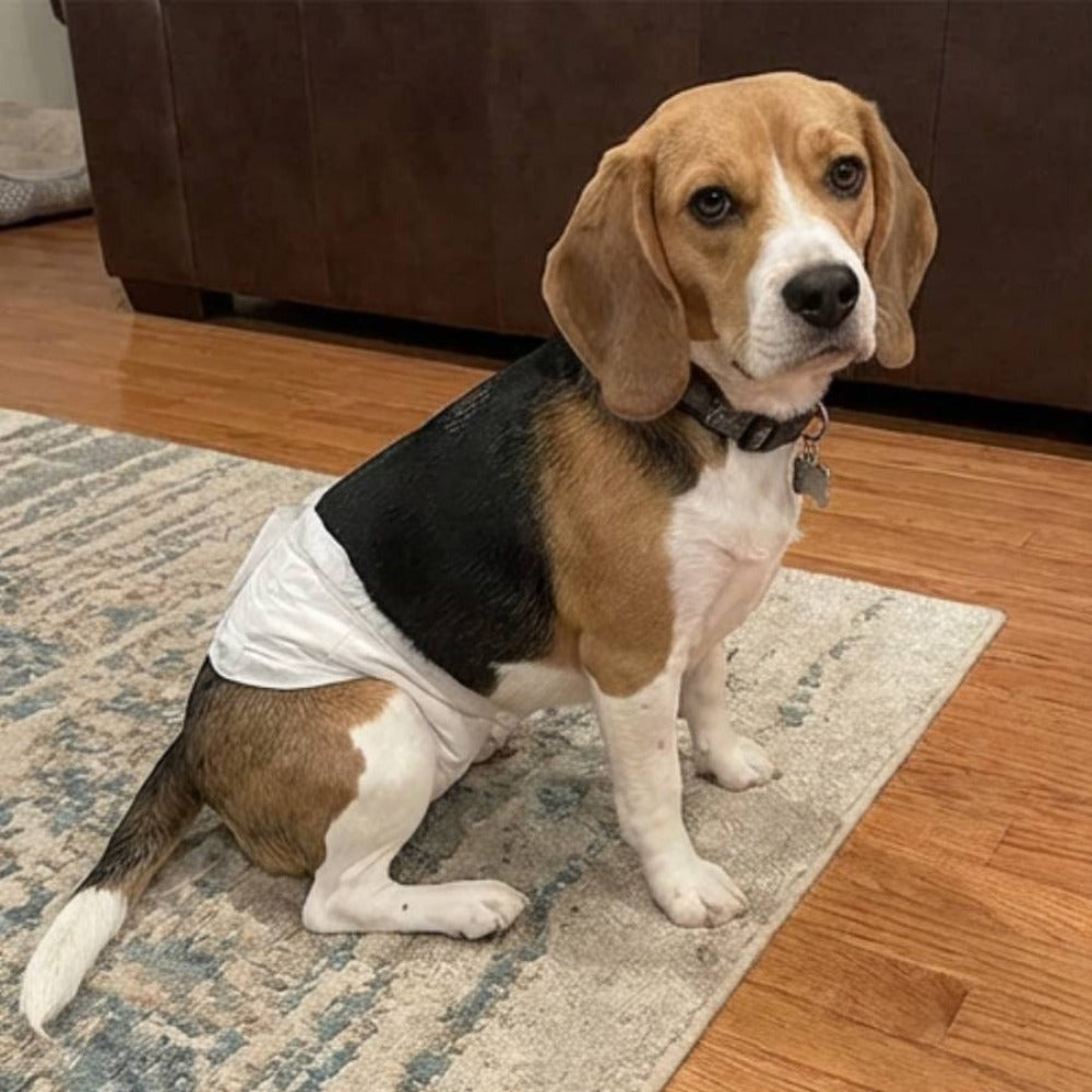 Paquete de 36 pañales desechables para perros machos, ropa interior higiénica para mascotas, suaves, absorbentes, transpirables y cómodos, disponibles en varios tamaños, XS/S/M/L, blancos.