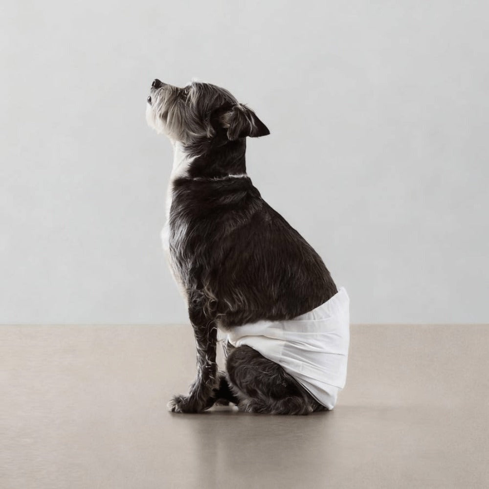 Pañales para mascotas (60 unidades) | Pañal para perros machos | Suaves y cómodos | Transpirables | Apto para perros pequeños, medianos y grandes | Para uso doméstico o de viaje | Tallas XS, S, M, L, XL | 60 unidades por paquete