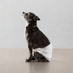 Pañales para mascotas (60 unidades) | Pañal para perros machos | Suaves y cómodos | Transpirables | Apto para perros pequeños, medianos y grandes | Para uso doméstico o de viaje | Tallas XS, S, M, L, XL | 60 unidades por paquete