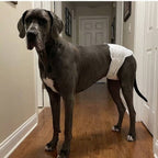 Pañales para mascotas (60 unidades) | Pañal para perros machos | Suaves y cómodos | Transpirables | Apto para perros pequeños, medianos y grandes | Para uso doméstico o de viaje | Tallas XS, S, M, L, XL | 60 unidades por paquete