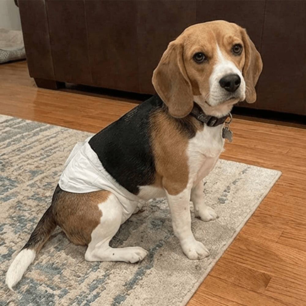 Pañales para mascotas (60 unidades) | Pañal para perros machos | Suaves y cómodos | Transpirables | Apto para perros pequeños, medianos y grandes | Para uso doméstico o de viaje | Tallas XS, S, M, L, XL | 60 unidades por paquete